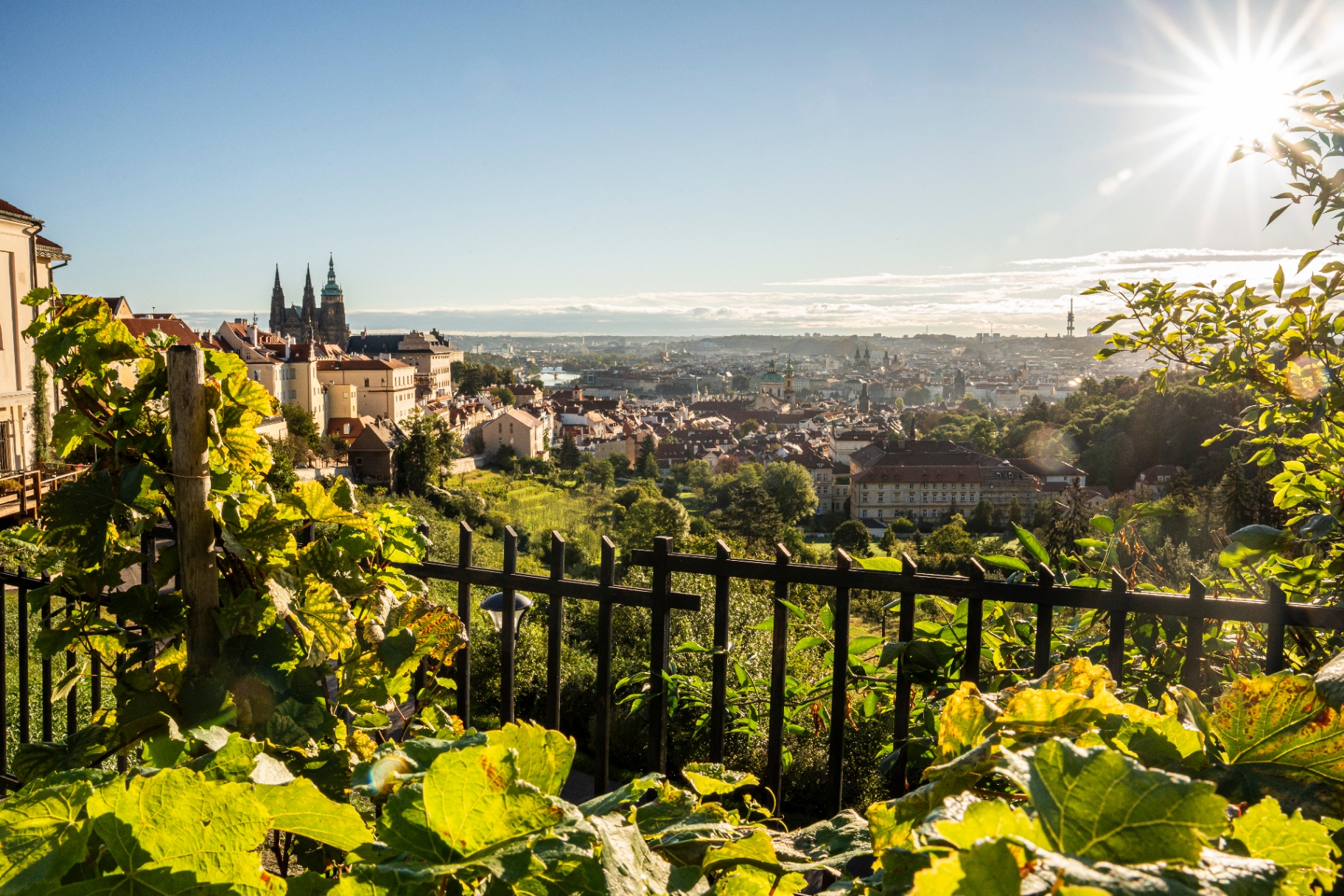 Pohled na Pražský hrad z vinice na Petříně za slunečního rána